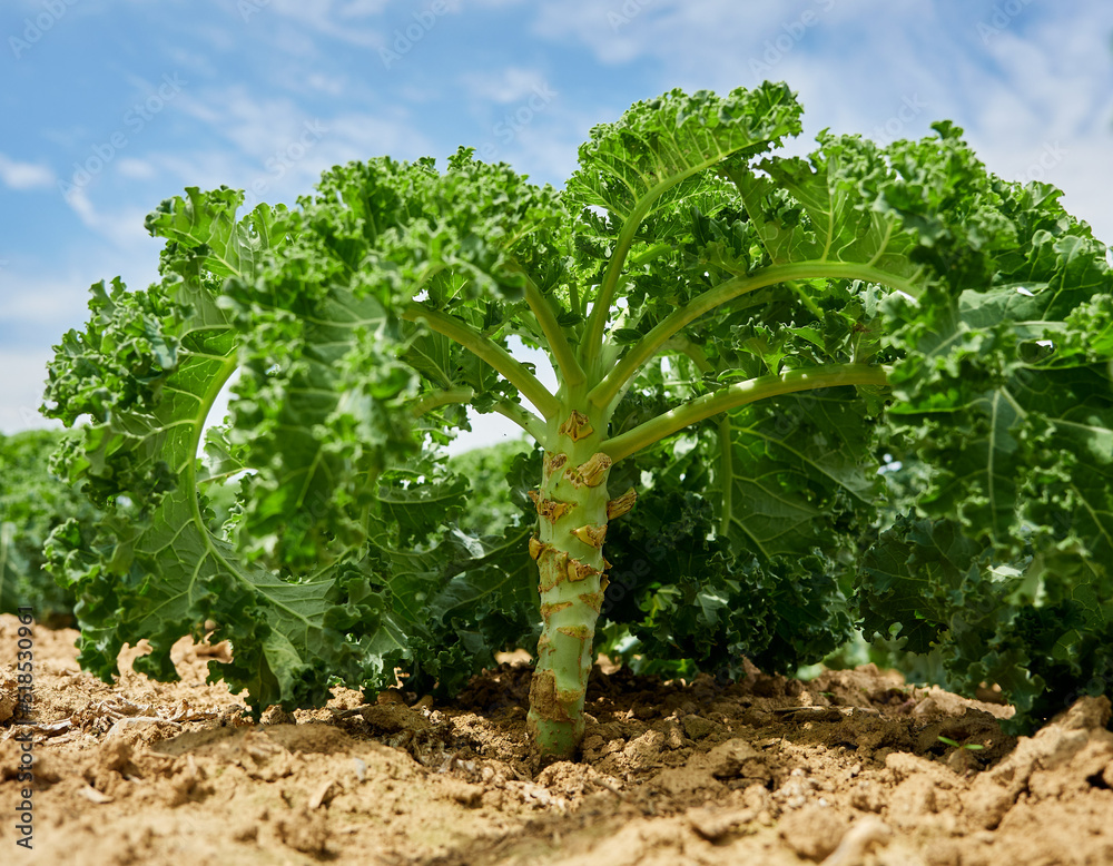Kale.
Kale plantation. Green food. Healthy eating.