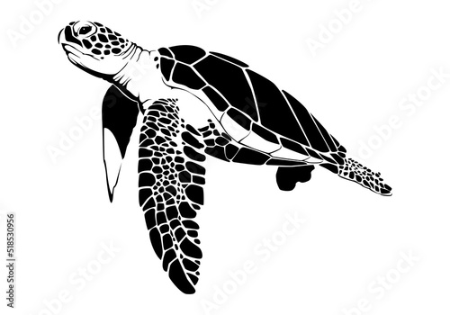 graphic sea turtle,vector illustration of sea turtle,vector of turtle design on a white background,save a turtle.