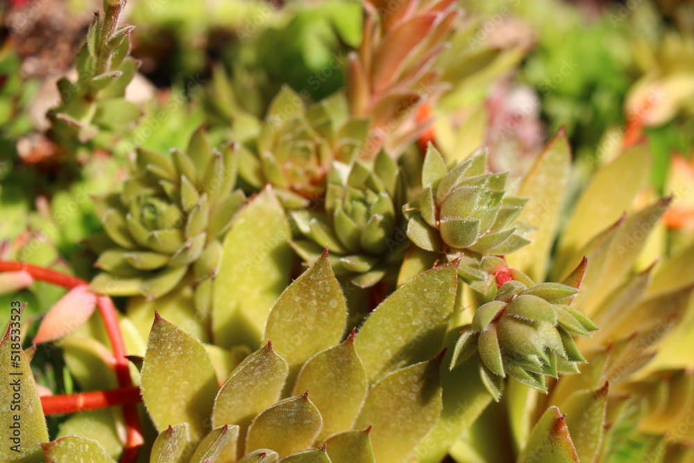 Sempervivum GELBER STERN Rojnik Gelber Stern