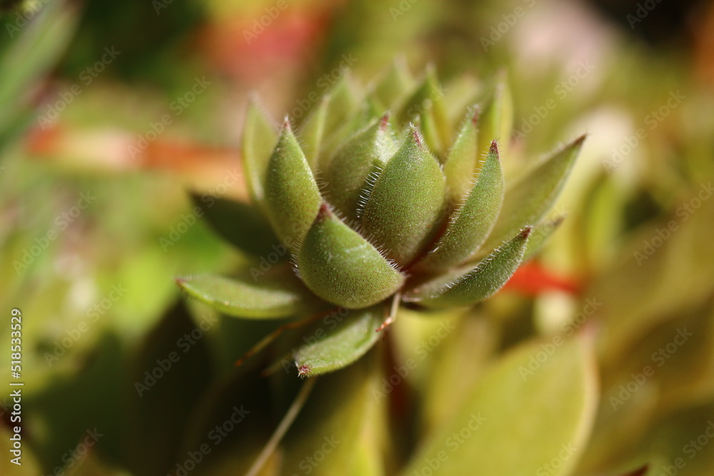 Sempervivum GELBER STERN Rojnik Gelber Stern Sempervivum GELBER STERN Rojnik Gelber Stern