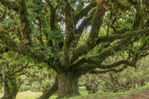 Madeira, Feenwald, Fanal, Lorbeerwald,