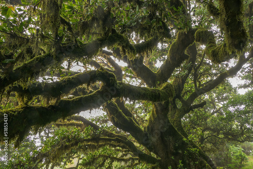 Madeira, Feenwald, Fanal, Lorbeerwald