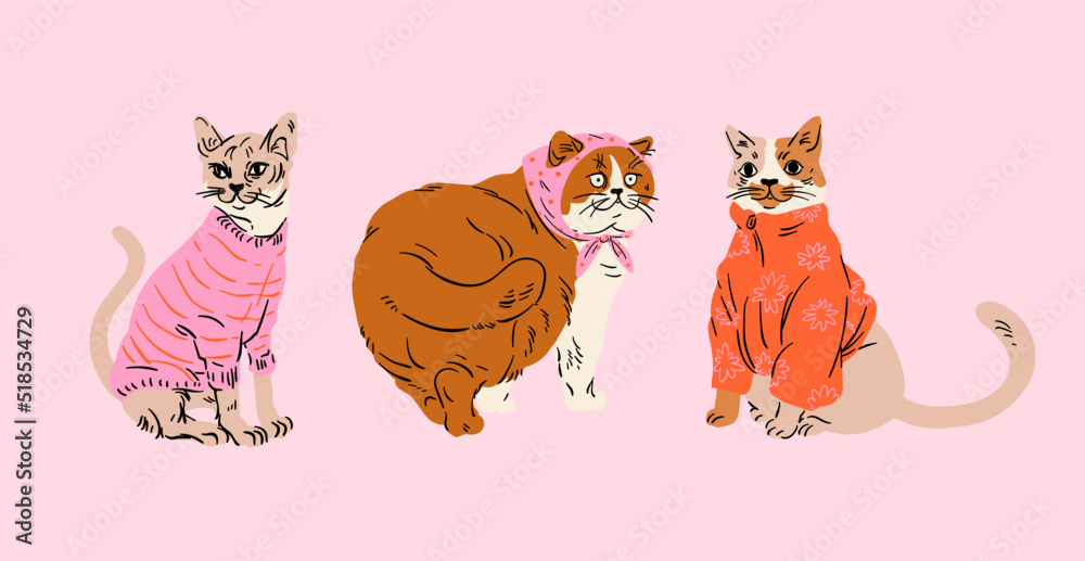 Collection cute cats in sweater