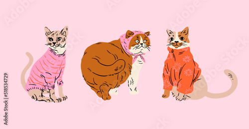 Collection cute cats in sweater