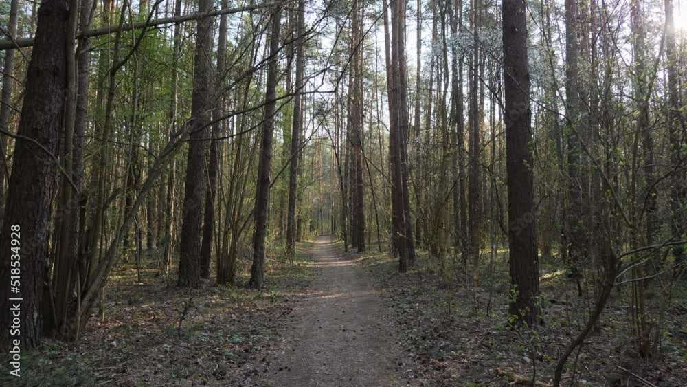 Backlit forest trail in the early spring morning.4K gimbal shot. Backlit forest trail in the early spring morning.4K gimbal shot.