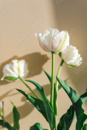 Mockup of beautiful white tulips on a beige background.