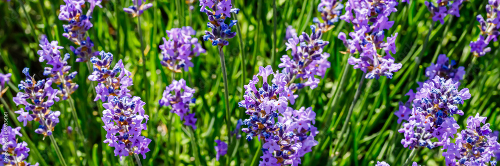 Many honeybee in lavender field. Summer German landscape with blue lavender flowers. Many honeybee in lavender field. Summer German landscape with blue lavender flowers.