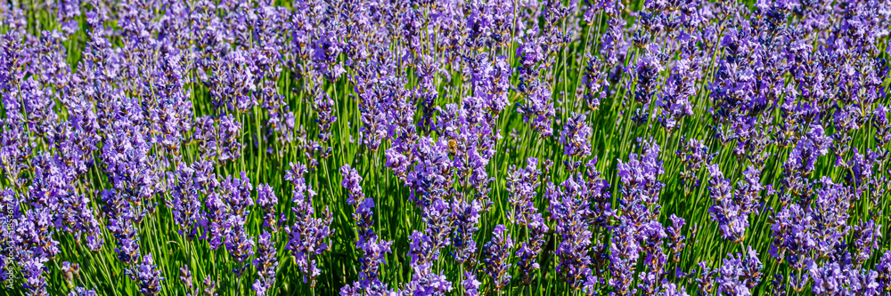 Naklejka premium Many honeybee in lavender field. Summer German landscape with blue lavender flowers.