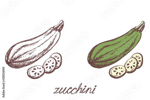 Vegetable zucchini, sketch hand drawn. Harvest colouring book