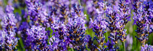 Many honeybee in lavender field. Summer German landscape with blue lavender flowers.