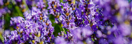 Many honeybee in lavender field. Summer German landscape with blue lavender flowers.