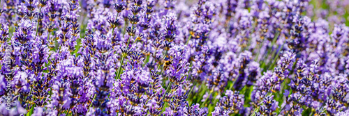 Many honeybee in lavender field. Summer German landscape with blue lavender flowers.