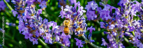 Many honeybee in lavender field. Summer German landscape with blue lavender flowers. © nnattalli