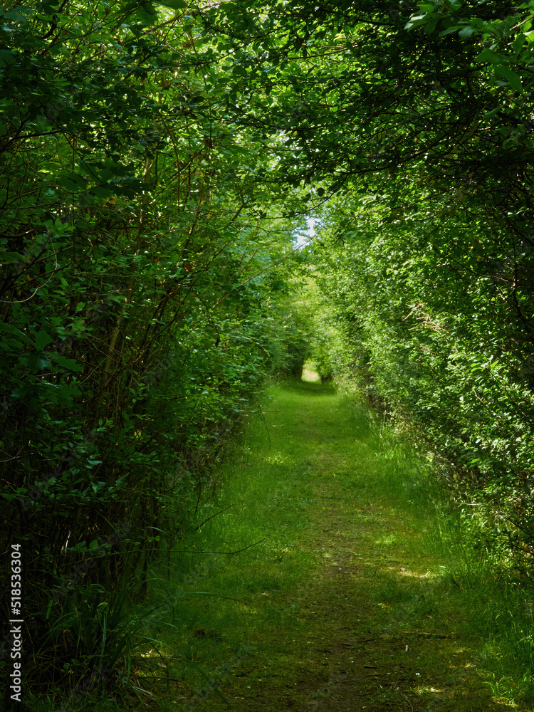Trees pressing close to form a tunnel over a woodland avenue that extends off in diminishing perspective through dappled shade and sunlight. Trees pressing close to form a tunnel over a woodland avenue that extends off in diminishing perspective through dappled shade and sunlight.