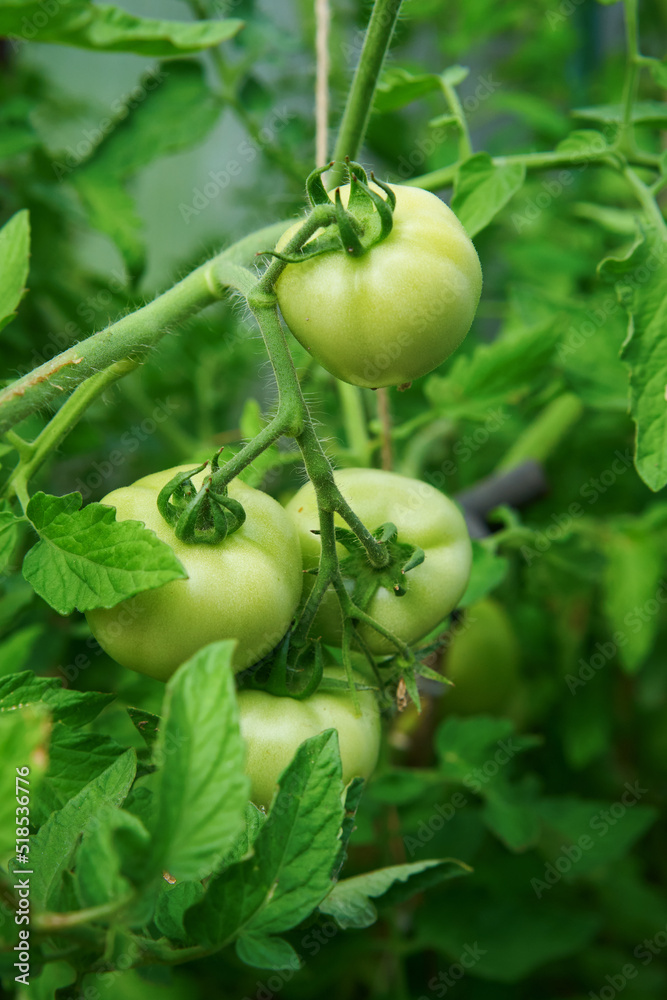 Green tomatoes. Tomato bushes in the greenhouse