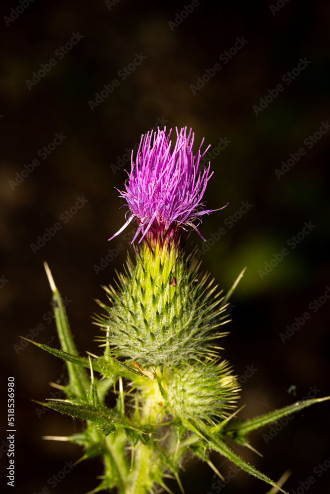 Macro photography of a flower Macro photography of a flower