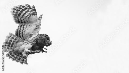 Vászonkép Mama Barred owl bringing food to its baby