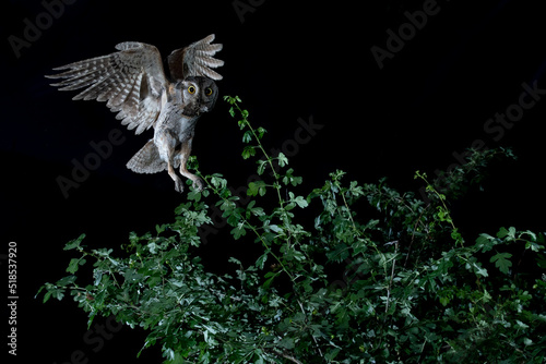 Eurasian scops owl (Otus scops) in flight with a prey photo