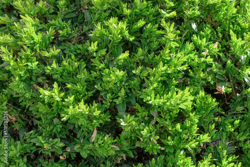 Green leaves wall hedge as background of fresh boxwood © Viktor  Shmihinskyi