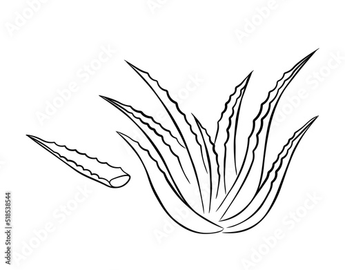 Collection of aloe vera medicinal plant and succulent stem cut. Hand drawn plant in sketch style. Isolated vector illustration.