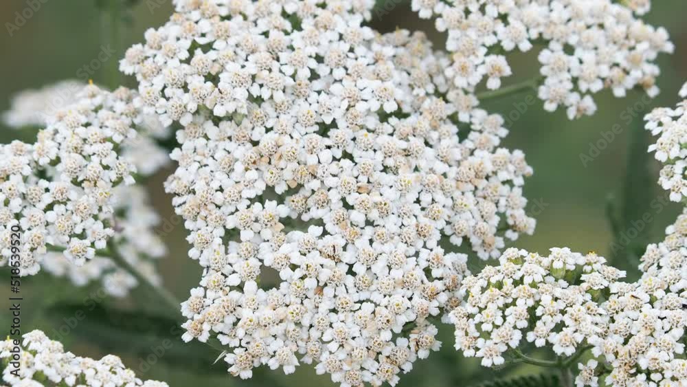 Wild Yarrow plant close up, Achillea millefolium Wild Yarrow plant close up, Achillea millefolium
