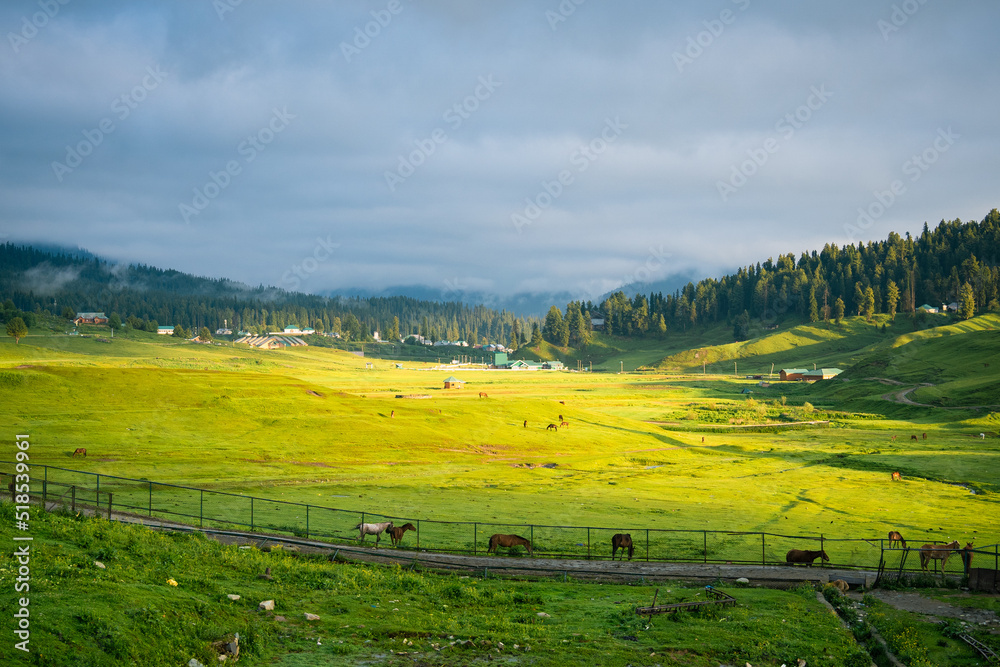 Landscape in the summer, Gulmarg, Jammu and Kashmir, India.