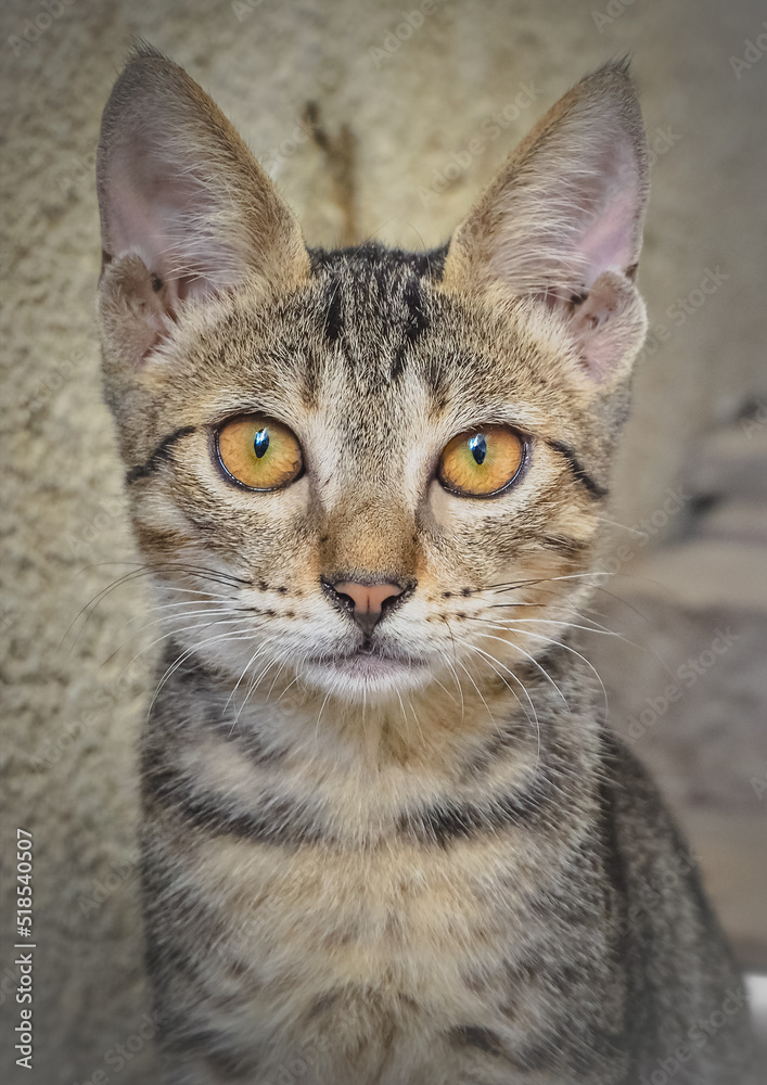 Cat with beautiful eyes Cat with beautiful eyes