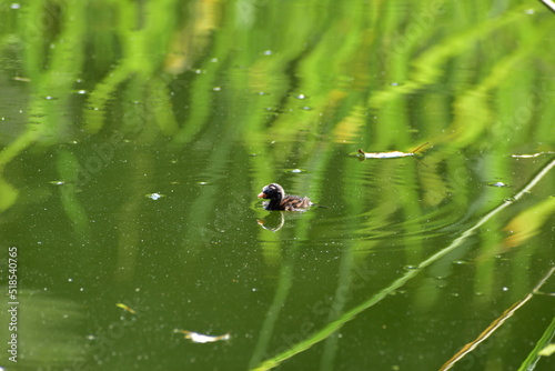 水面にいるカイツブリの雛