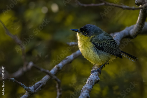 A tiny flycatcher perched on a tree branch photo