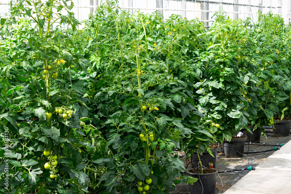 A bunch of green ripening tomatoes on a branch in a greenhouse. A bunch of green ripening tomatoes on a branch in a greenhouse.