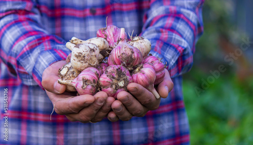 freshly picked garlic in the hands of a farmer. Environmentally friendly product.