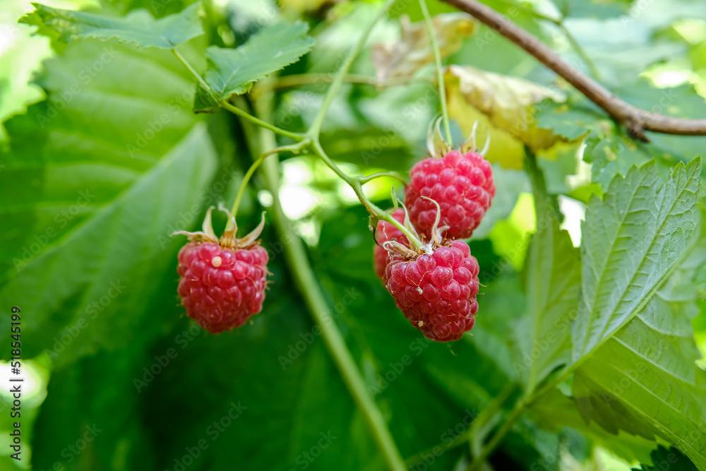 Branch of ripe raspberries in garden. Red sweet berries growing on raspberry bush in fruit garden. Branch of ripe raspberries in garden. Red sweet berries growing on raspberry bush in fruit garden.