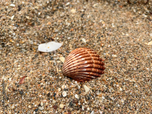Seashell on a sandy beach