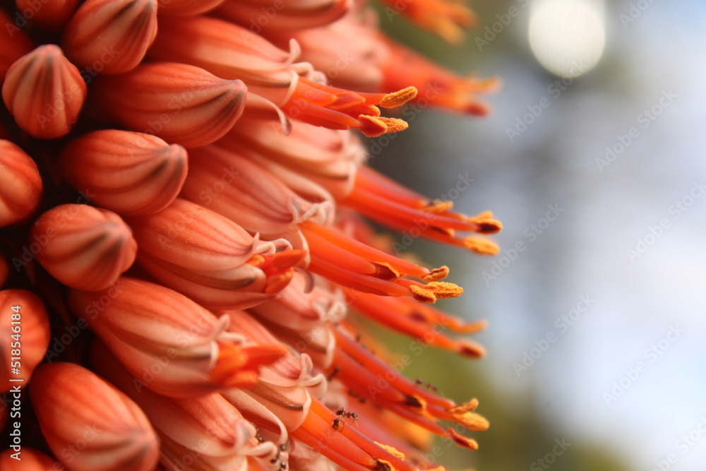 South Africa Cape Aloe Ferox Flower South Africa Cape Aloe Ferox Flower