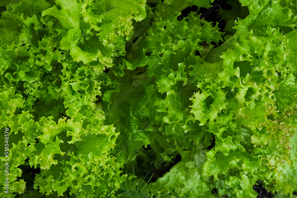Leaves of green curly lettuce. Lettuce. Green salad on the bed. Green salad is close. Leaves of green curly lettuce. Lettuce. Green salad on the bed. Green salad is close.