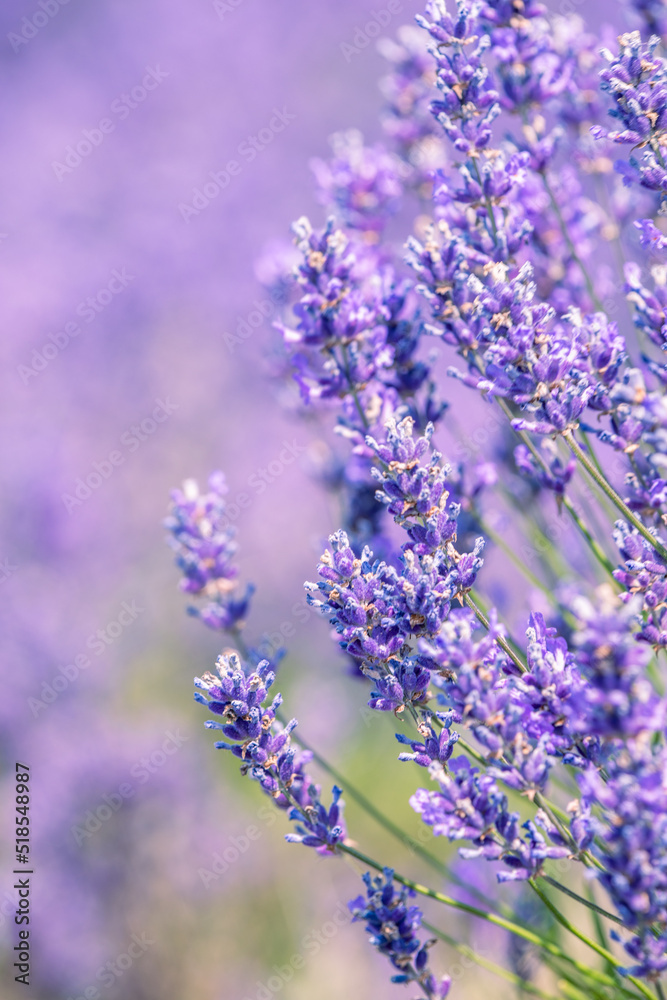 Obraz premium Cotswold summer lavender in full bloom at Snowshill, England.