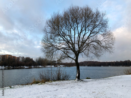 Lonely tree on the lake shore covered with first snow late autumn landscape