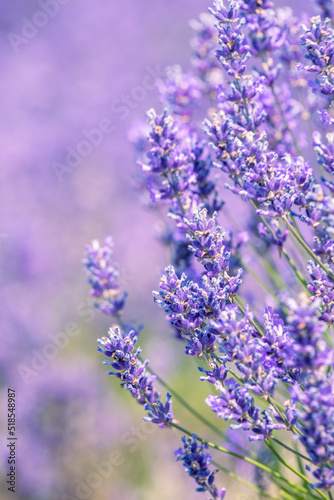 Cotswold summer lavender in full bloom at Snowshill  England.