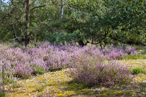 Heathland in National Park Maasduinen in the Netherlands