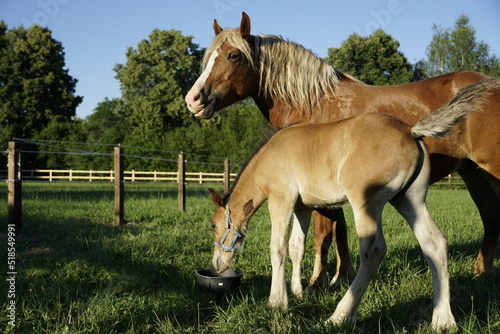 mare and foal  czech cold blood  heavy horse