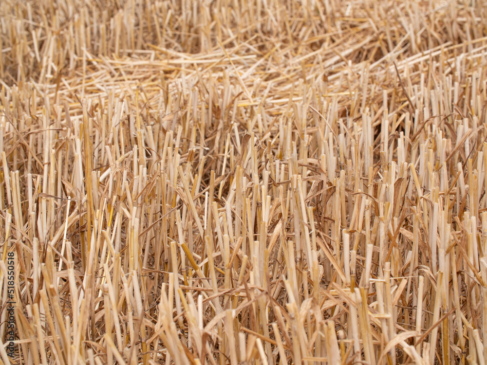 Harvested field and cropland. Short stalks of wheat after harvesting. Agriculture and cultivation. Harvested field and cropland. Short stalks of wheat after harvesting. Agriculture and cultivation.
