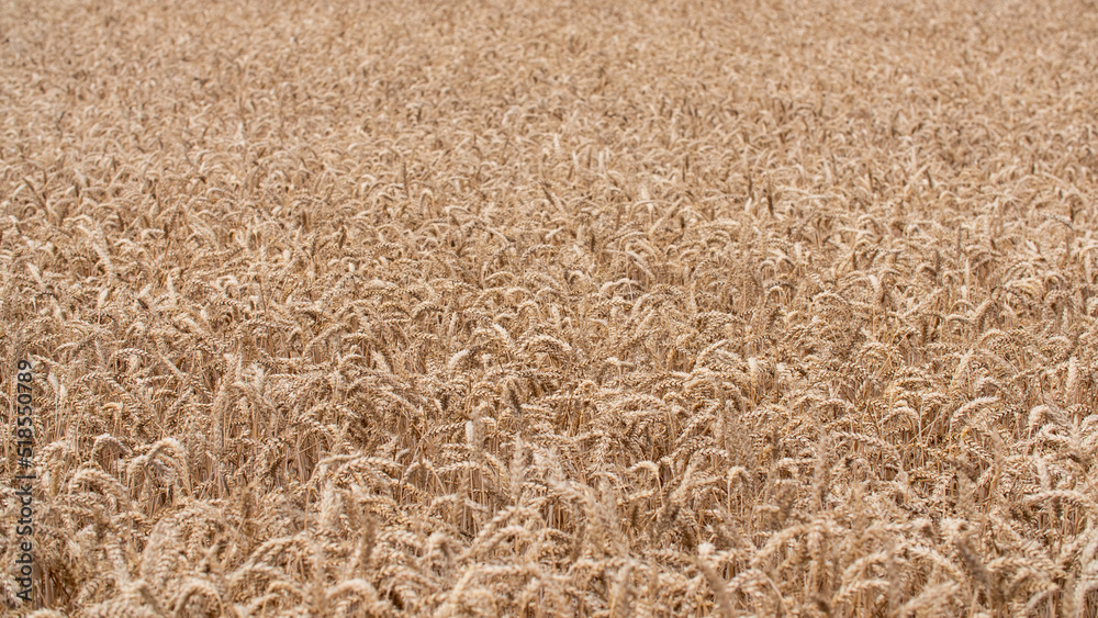 Close-up of an endless ripe wheat field during summer. Wheat is ready to harvest. Close-up of an endless ripe wheat field during summer. Wheat is ready to harvest.