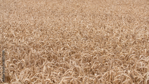 Close-up of an endless ripe wheat field during summer. Wheat is ready to harvest.