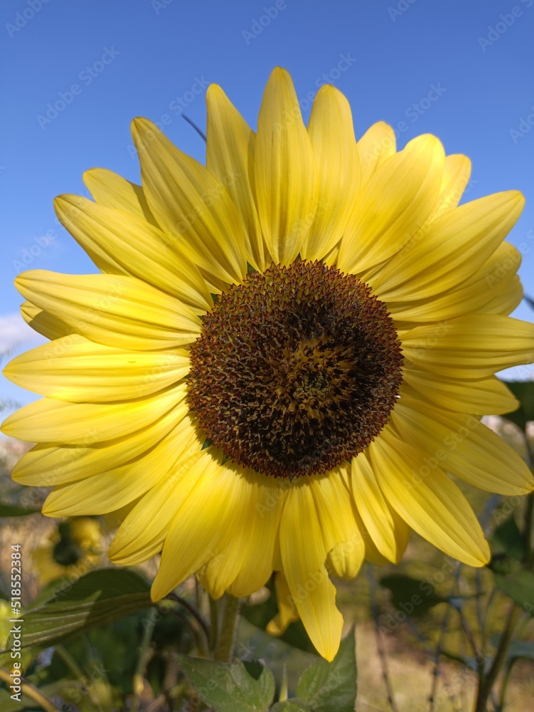 A close up view of sunflowers in bright yellow color against a blue sky background in summer on a clear day. A close up view of sunflowers in bright yellow color against a blue sky background in summer on a clear day.