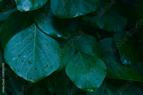bastard teak tropical leaf texture on black background