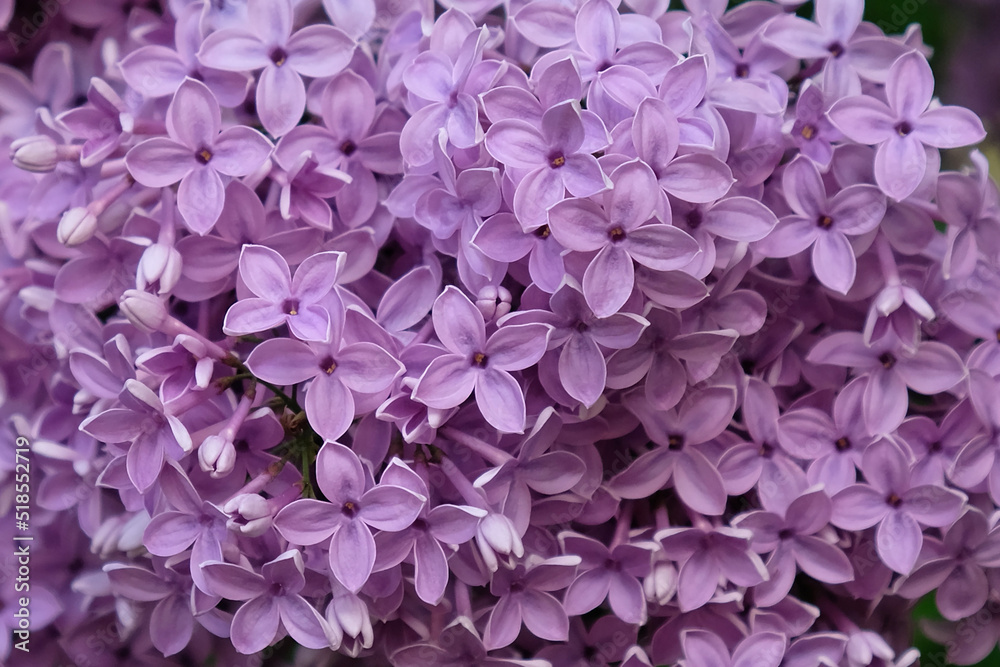 Blooming varietal selection Syringa vulgaris. Close-up of spring lilac violet flowers, abstract soft floral background for greeting card. Top view.