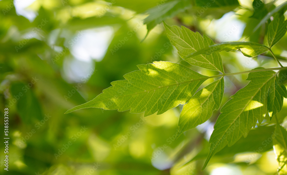 Green leaves on the tree. Green leaves on the tree.