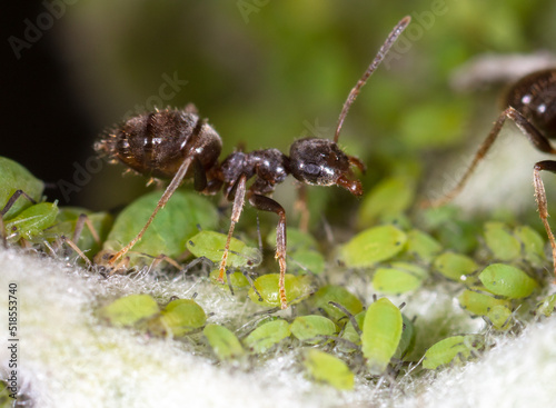 An ant grazes aphids on a tree leaf. © schankz