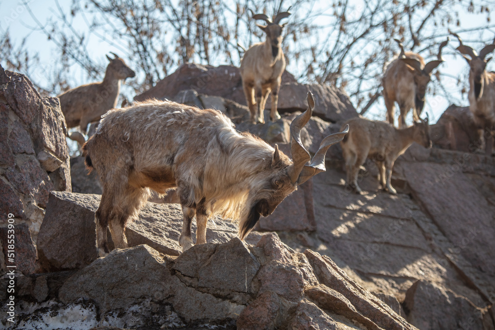 Herd of mountain goats in nature. Herd of mountain goats in nature.