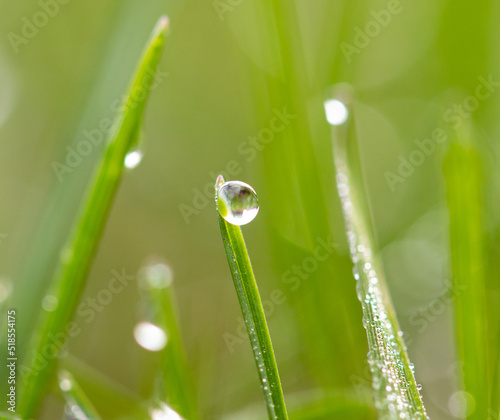 Dew drops on green grass in the morning.